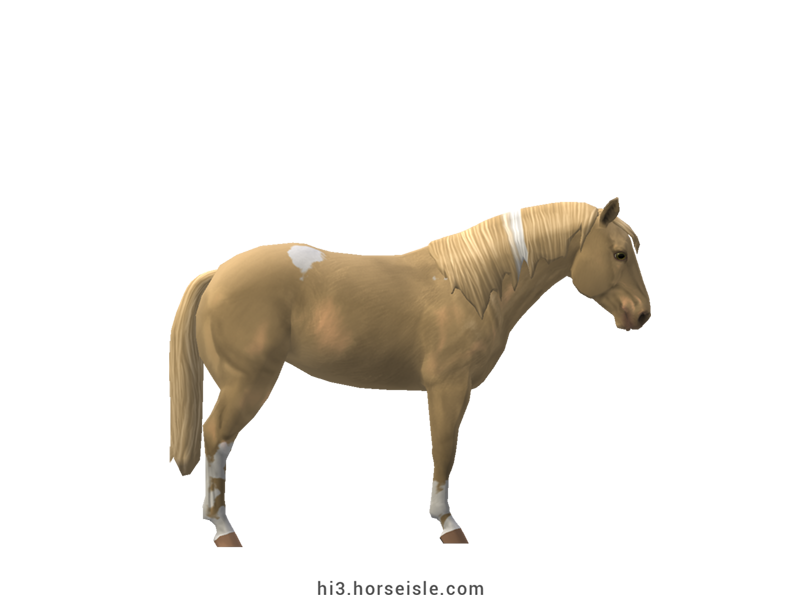 American Paint Race Horse Amber Cream Pearl Tobiano Coat (right view)